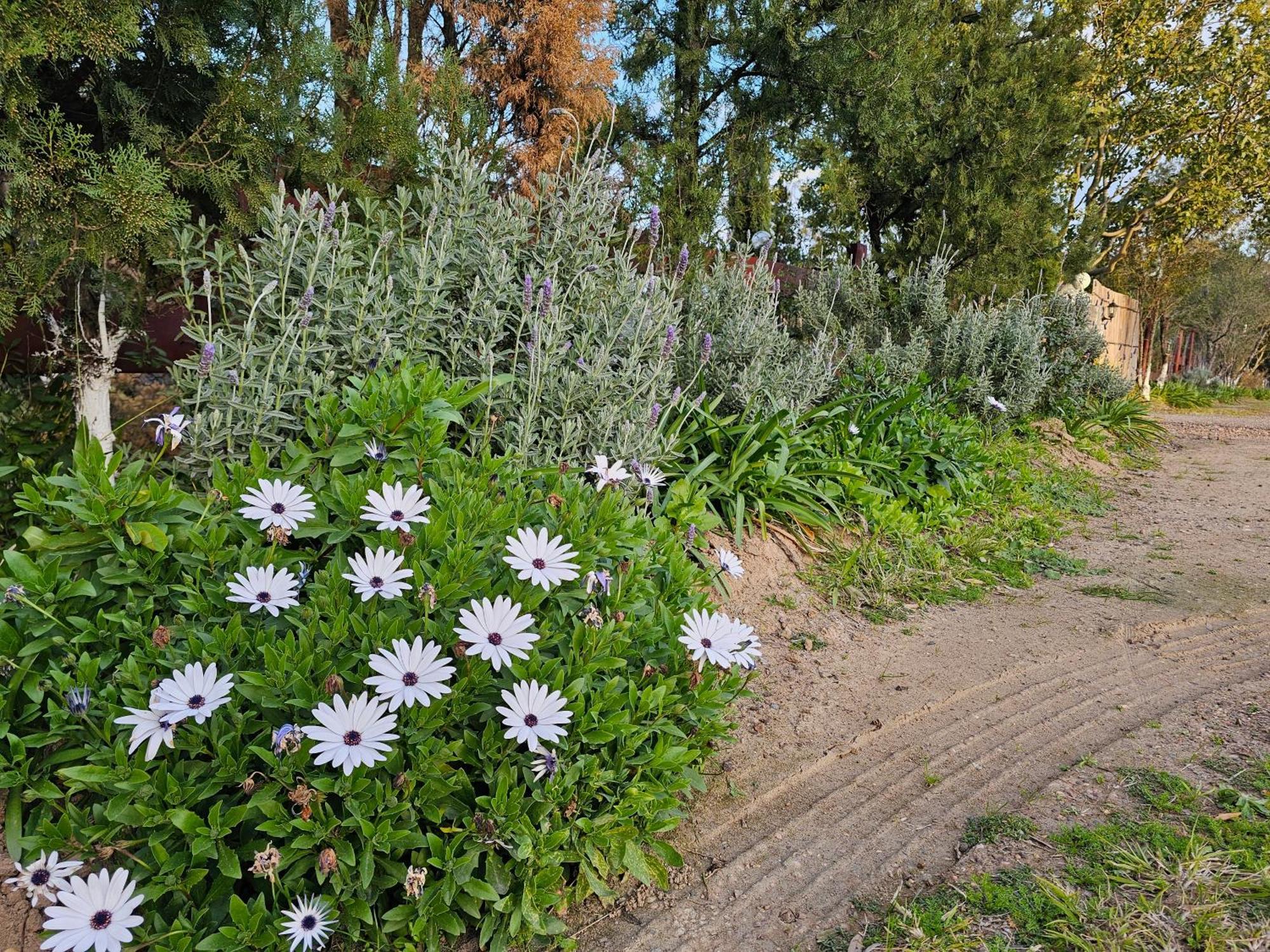 شقة Gowrie Agapanthus سينغيلتون المظهر الخارجي الصورة